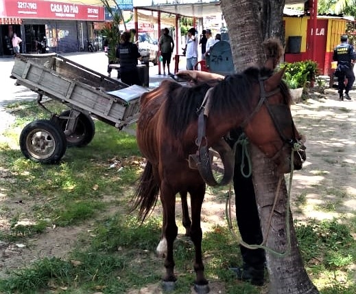 Guarda Municipal prende suspeito por prática de maus-tratos contra animal em Neópolis 