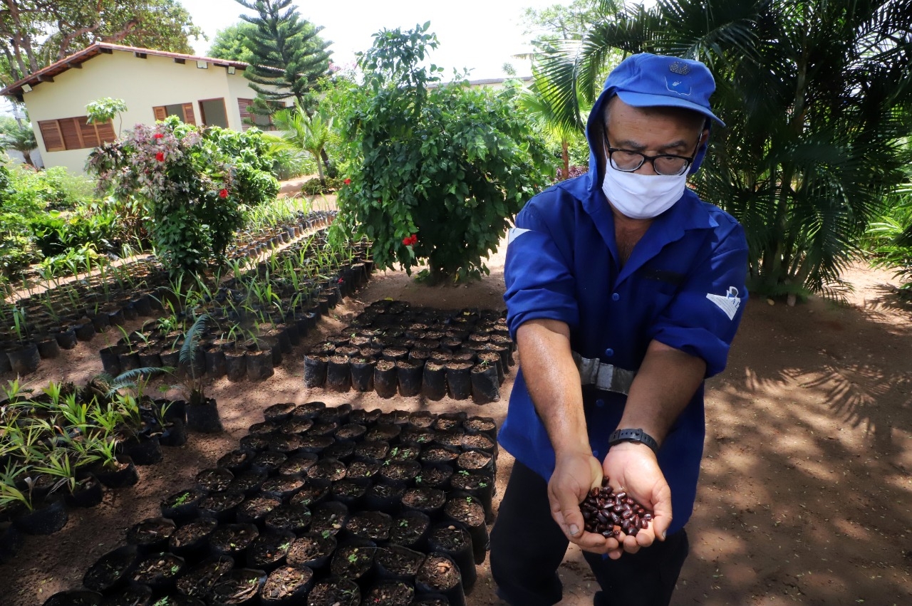  Planta Natal coleta sementes para plantio de 2022