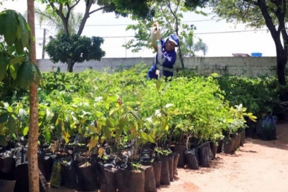 Prefeitura doa 1.600 mudas de árvores ao Lions Clube Natal para distribuição local