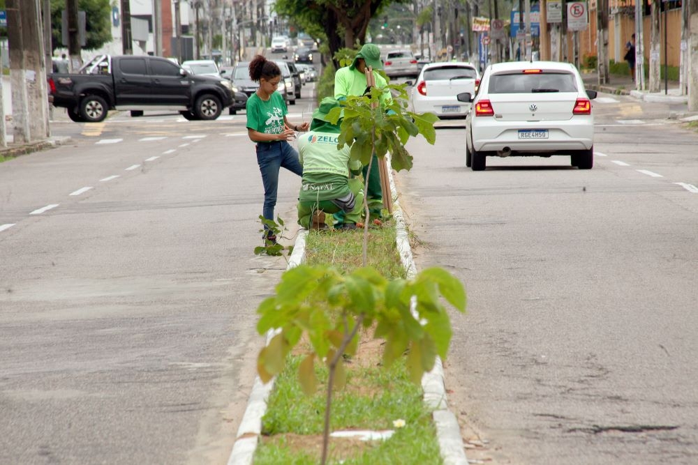 Planta Natal realiza manejo e poda no corredor de Ipês na Av. Romualdo Galvão