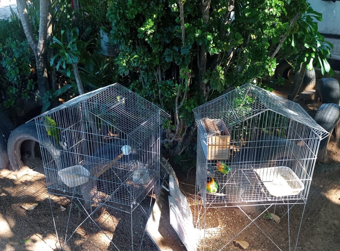 Fiscalização da Semurb resgata oito aves silvestres no bairro do Pajuçara